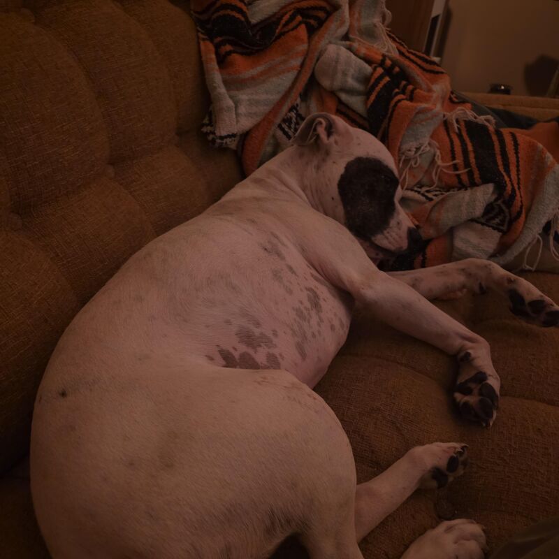 I like big pit butts and I cannot lie.