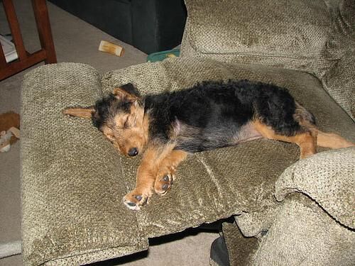 Airedale
