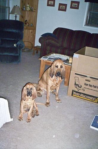 Hound Blood