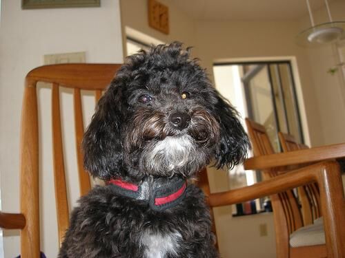 Poodle Toy