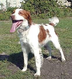 Spaniel Brittany