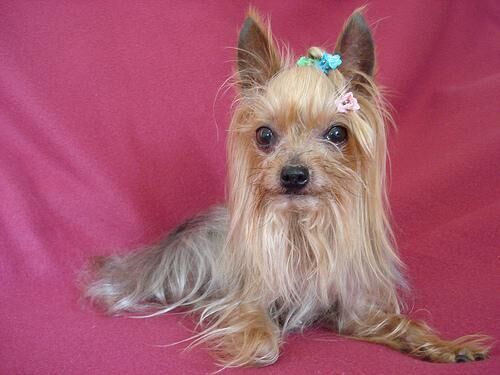 Terrier Yorkshire