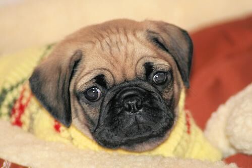 Pug