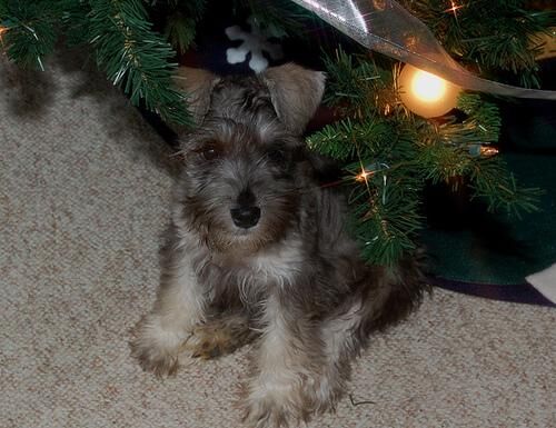 Schnauzer Miniature