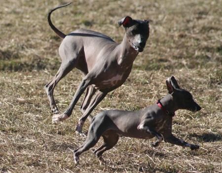 Mexicanhairless