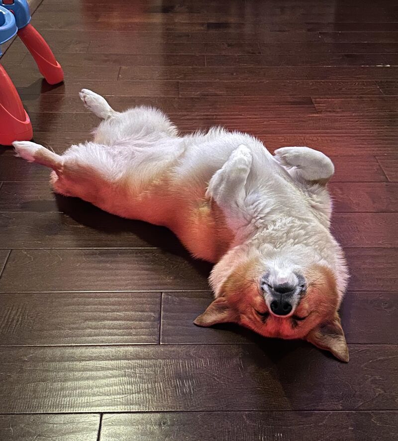 Belly up chonk