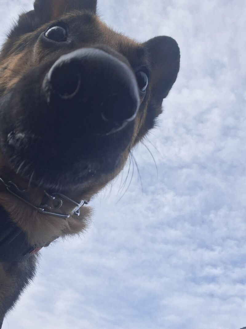 Where my sheps?