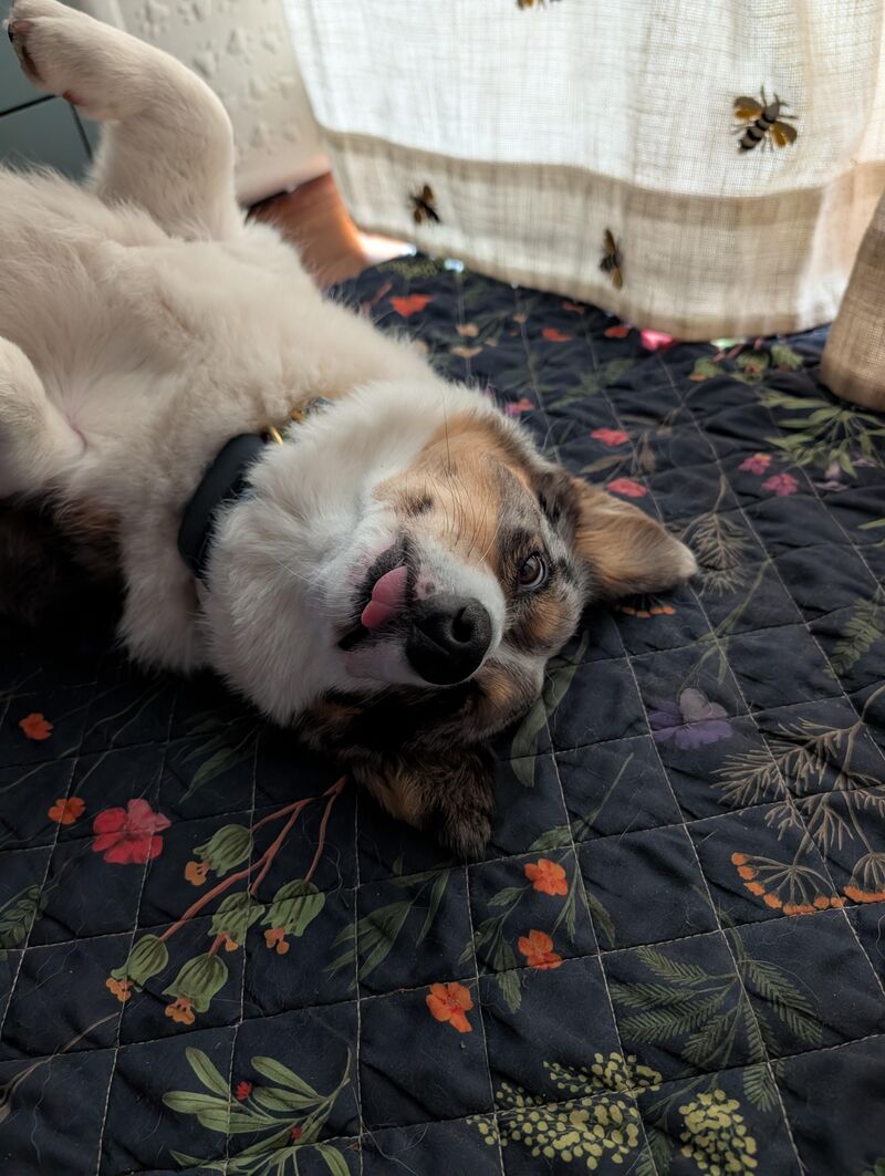 Tongue Out Tuesday