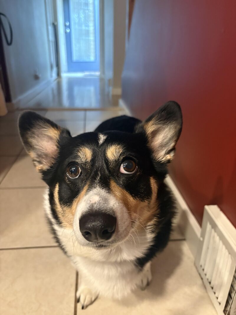 I put a piece of salami on my phone and this is the picture I got