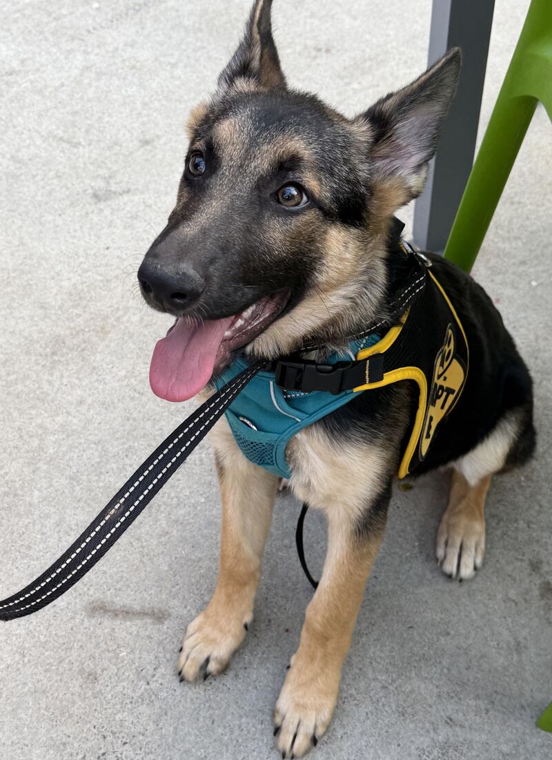 Names for the new puppy (female)