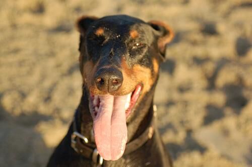 Doberman