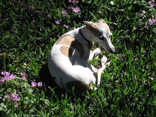 Greyhound Italian