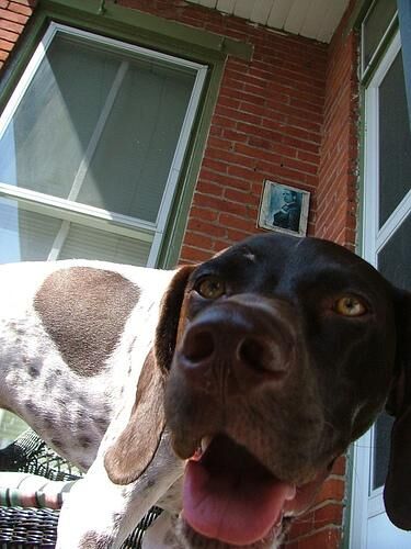 Pointer German