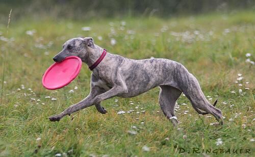Whippet
