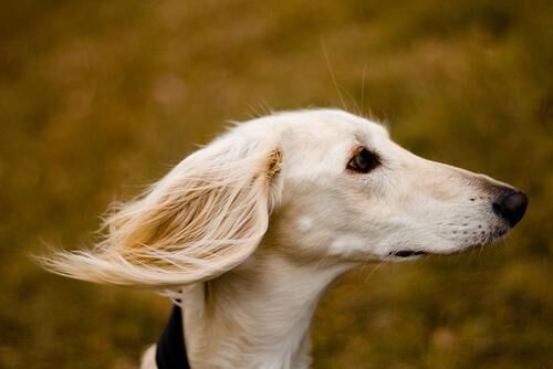 Saluki