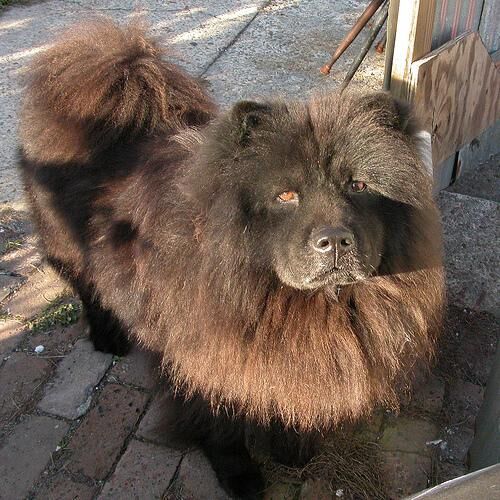Chow