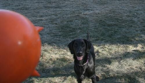 Retriever Flatcoated