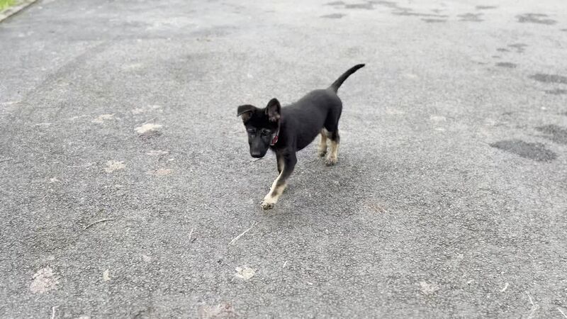 German Shepherd
