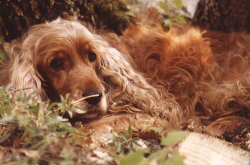 Spaniel Cocker