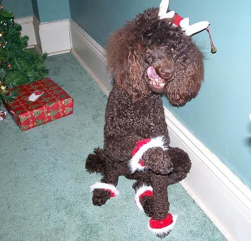 Poodle Standard