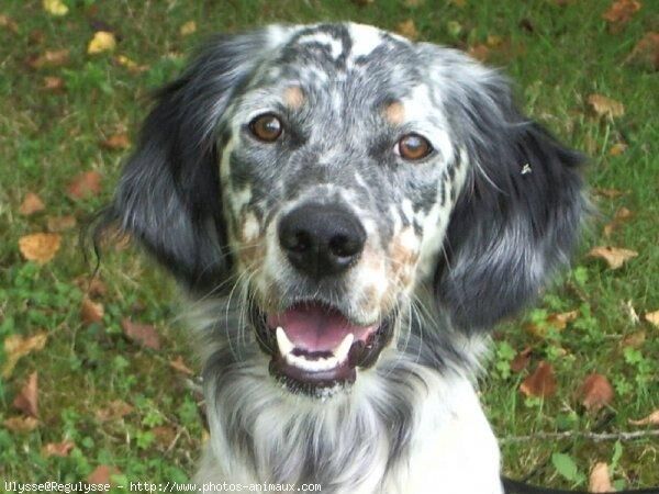 Setter English