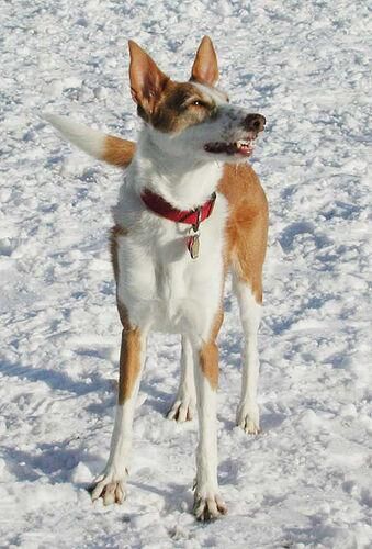 Hound Ibizan