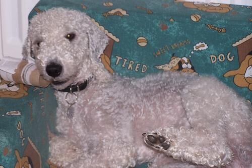 Terrier Bedlington