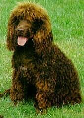 Spaniel Irish