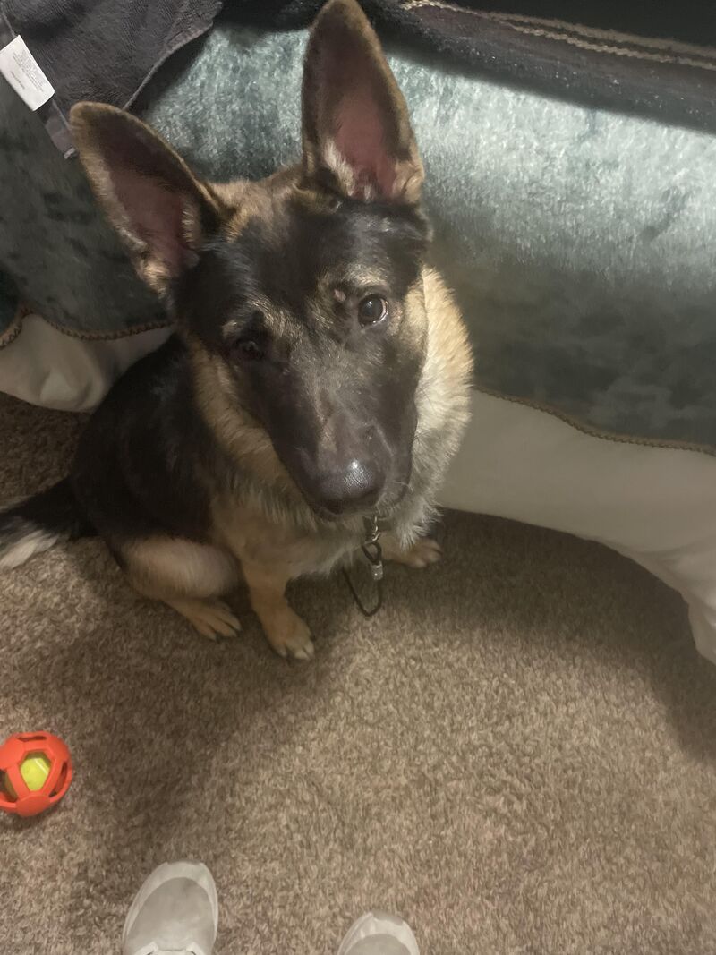 picture from my dad watching my puppy while I’m on vacation!