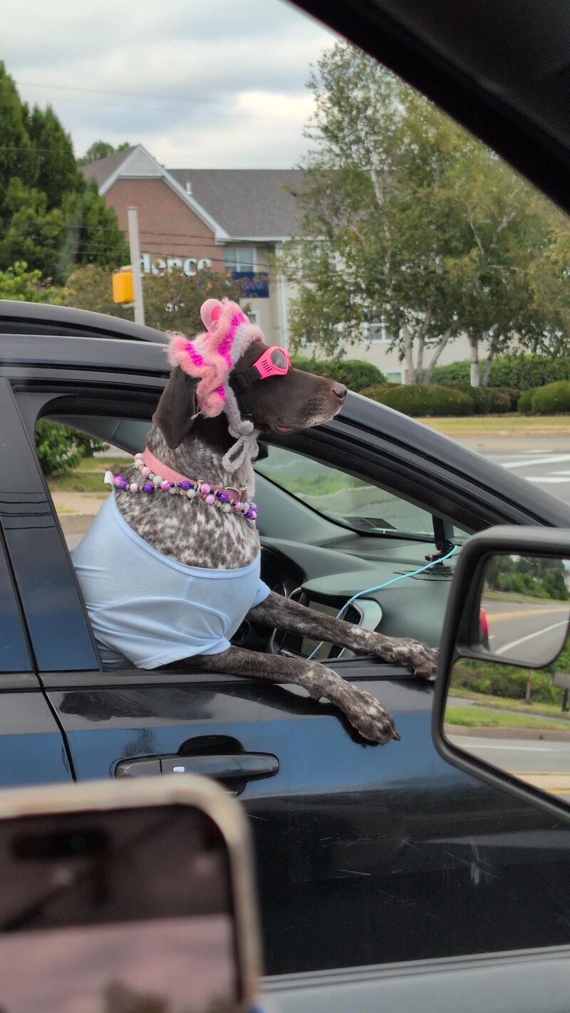 Spotted this fancy gal riding passenger princess in style
