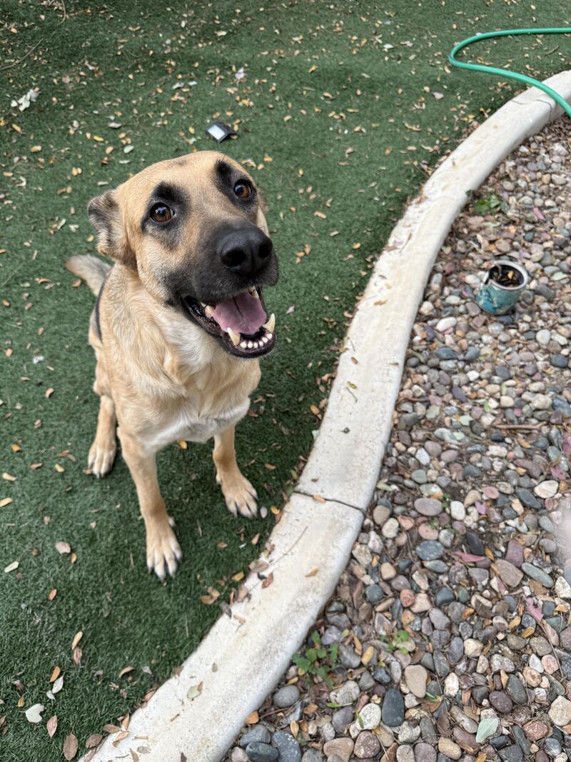 Has anyone’s GSD been through this?