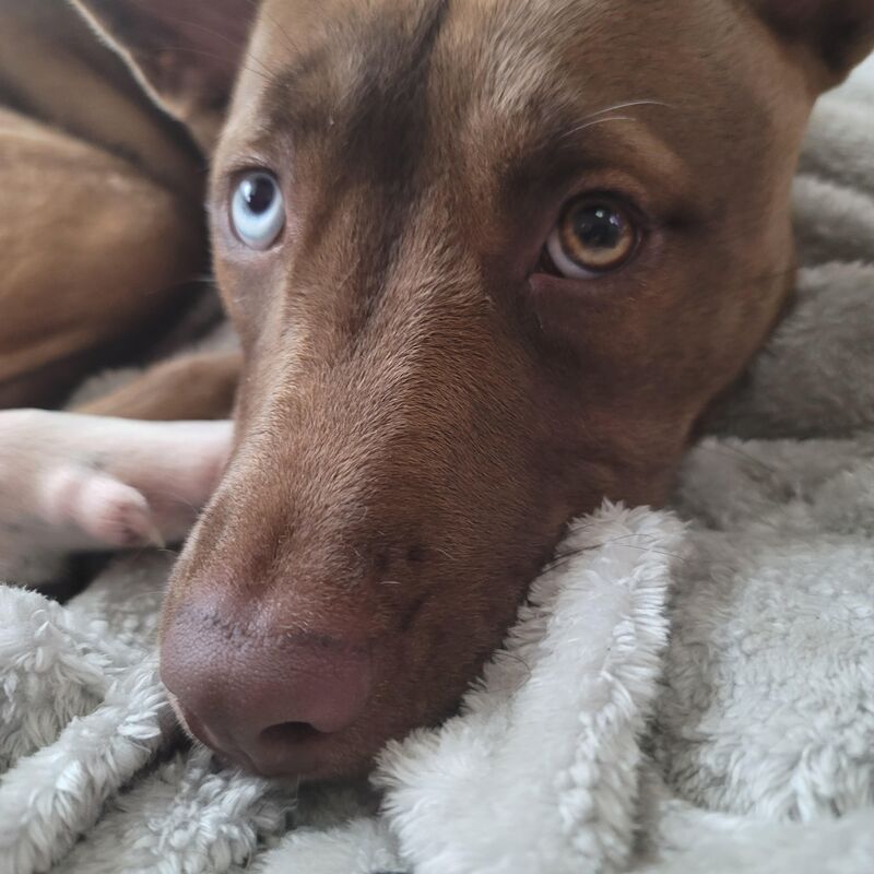 her name is pippa