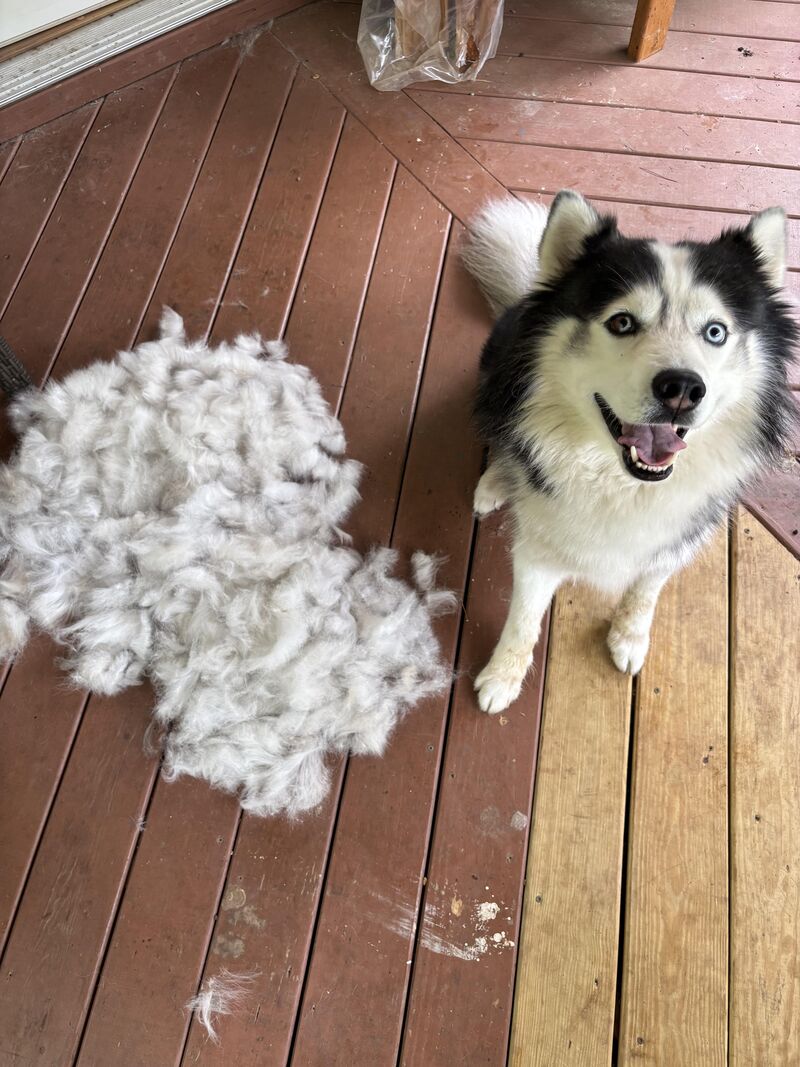 Brushing day for Mr Duke
