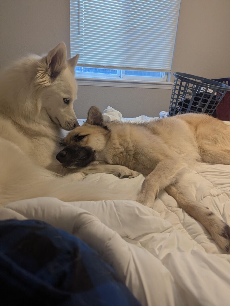 Sometimes they choose peace