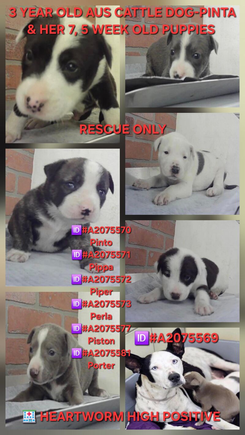 3 year old Cattle Dog mix mama and 6 puppies on the euthanasia list Wednesday, 5/27 Pinta and her 5 week old puppies must have a RESCUE HOLD no later than 1PM CDT or they will lose their lives. They need pledges and a local foster for a rescue to help