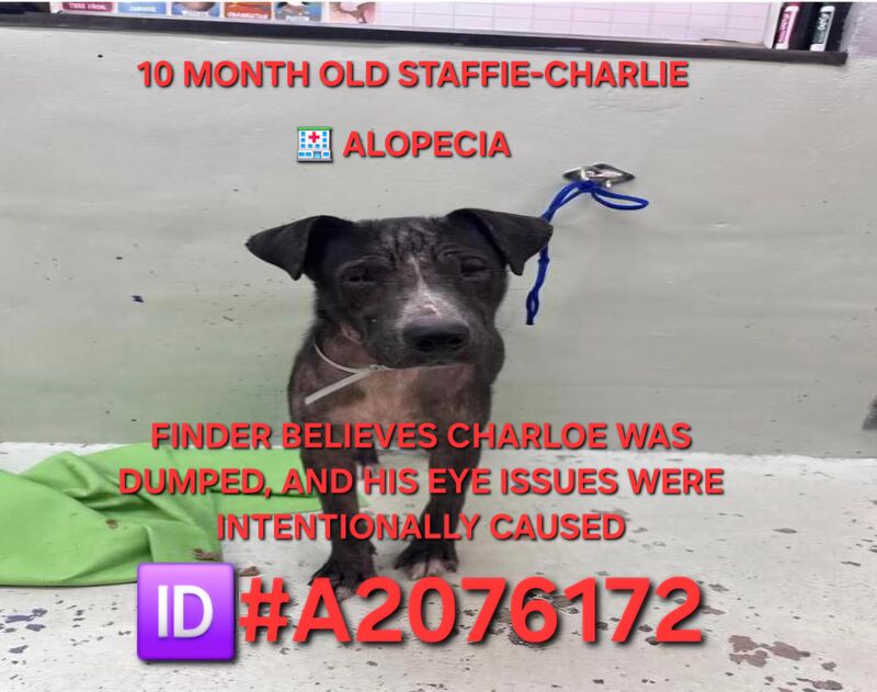 Rescue is interested! Need a committed foster! Reach out to the page if you can help! Extended until 05/27/2026 at 1pm CST 10 month old Staffordshire mix boy on the euthanasia list Tuesday, 5/26