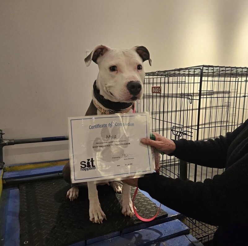 My dog getting her college degree
