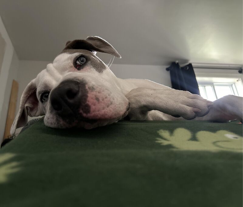 how do you deal with off-leash dogs?