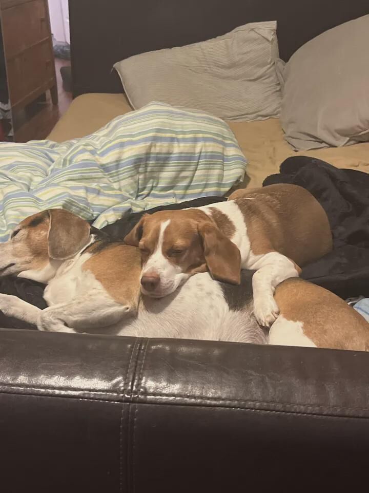 Pregnant beagle, Hutch (3) day 60 of pregnancy and in stage 1 labor, laying on top of starsky (6) the father and bonded companion for comfort, BC, Canada.