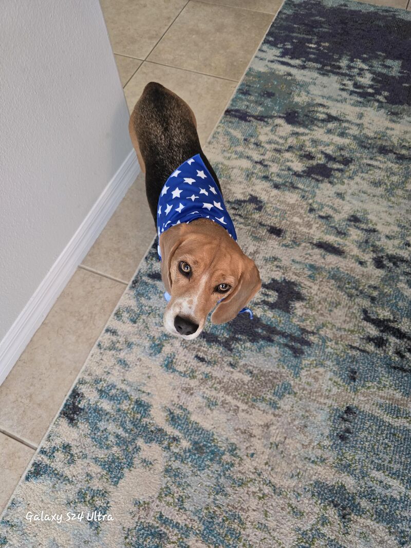 Our Beagle-Memorial Day Greetings