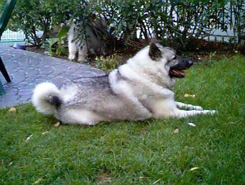 Elkhound Norwegian