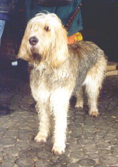 Otterhound