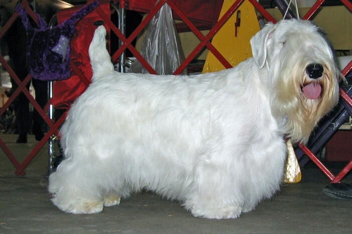 Terrier Sealyham