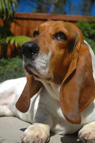 Hound Basset