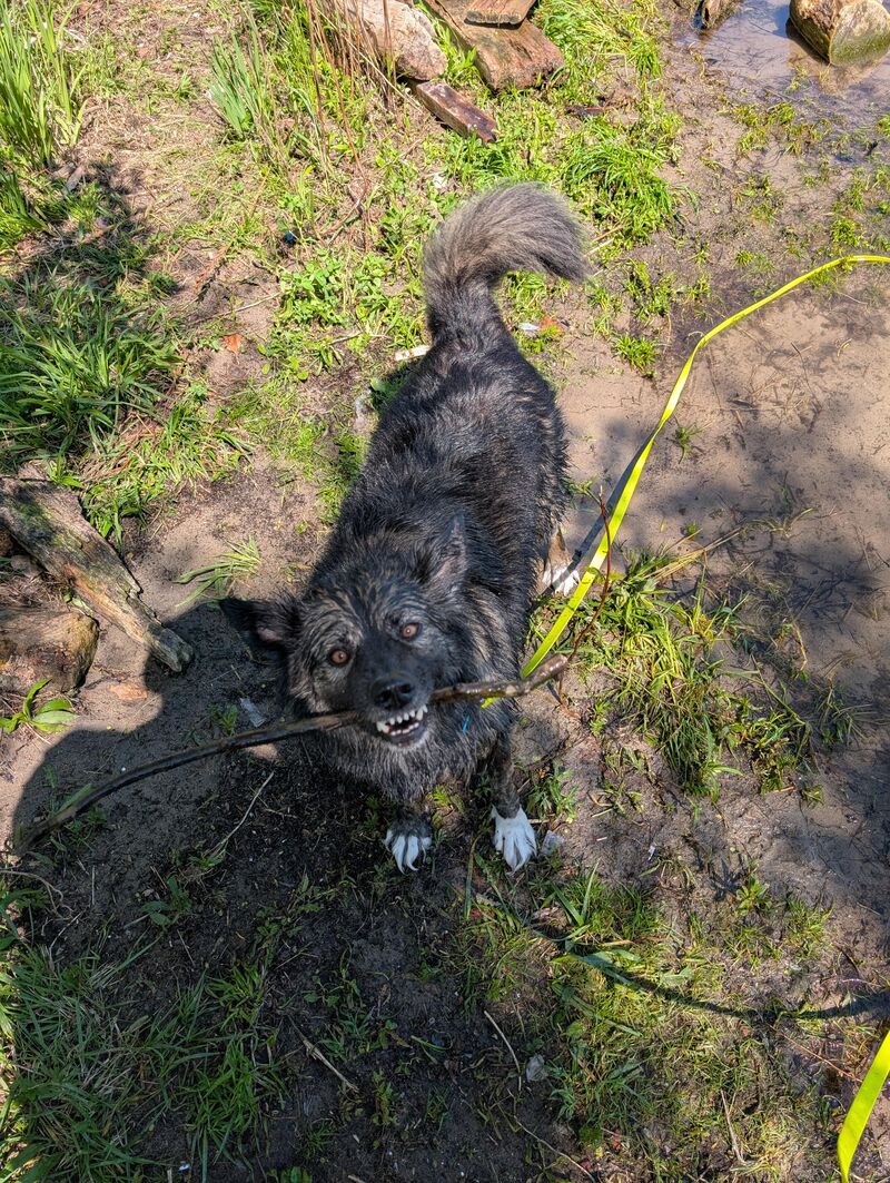 Jester lives for swimming in the summer, and chasing sticks