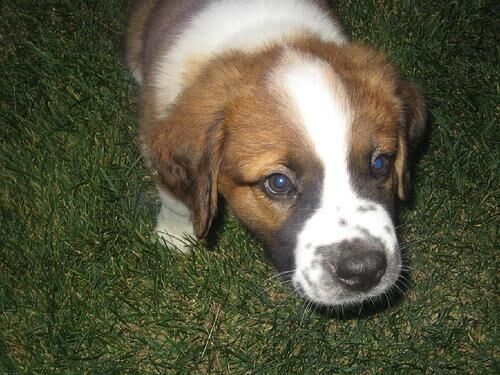 Stbernard