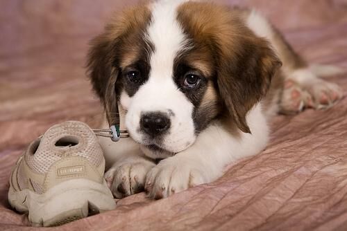 Stbernard