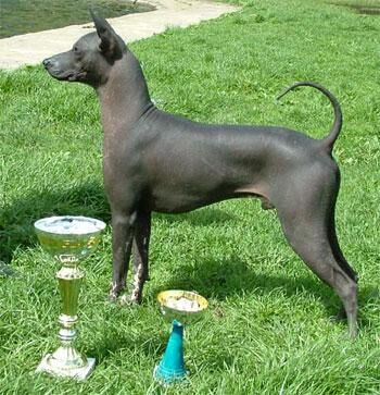 Mexicanhairless