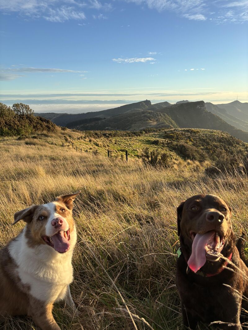 Am I allowed to post my boy and his non lab bestie ?