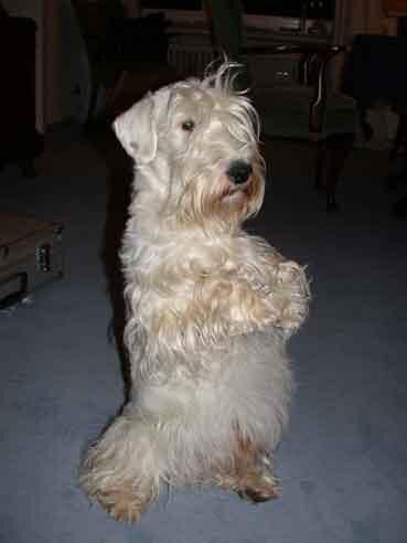 Terrier Sealyham